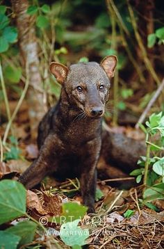 a small brown animal sitting on top of a forest floor next to green plants and leaves