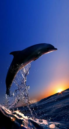 a dolphin jumping out of the water at sunset