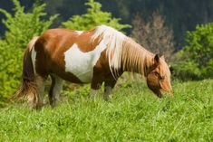 a brown and white horse grazing in the grass