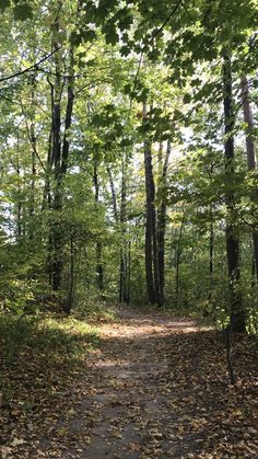 a path in the woods with lots of leaves on it