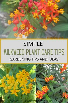 different types of flowers with text overlay that reads simple milkweed plant care tips gardening tips and ideas