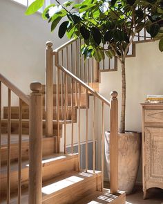 a tree is growing in the corner of a room next to some stairs and a dresser