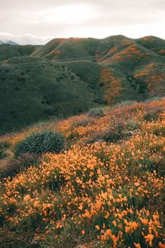 an open field with orange flowers and hills in the backgrounnd at sunset