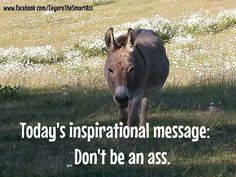 Mini Donkey, Animal Humor, Good Morning Funny, Crazy Stuff, Horse Quotes, Karma Quotes