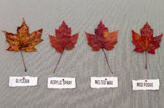 four different types of leaves with labels on them