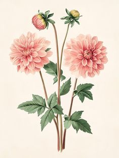 The allure of 'Vintage Pink Dahlias' captures the viewer's attention through a harmonious interplay of soft hues and delicate brushstrokes. This exquisite watercolor artwork draws inspiration from the gentle beauty of dahlias, imparting a sense of tranquility and warmth that is often sought in modern decor. With its dusty, warm palette, this piece invites onlookers to delve into the subtle complexities that lie within the simplicity of nature. The choice of pink tones imbues the artwork with romantic nostalgia, accentuated by the artist's minimal approach, which allows each petal to breathe and flourish without the distraction of elaborate backgrounds.  In this composition, the artist employs a minimalistic technique that showcases the dahlias' intricate details while maintaining a serene Painting Dahlias, Dahlia Flower Painting, Dahlia Drawing, Dahlia Illustration, Dahlia Watercolor, Watercolor Dahlia, Dahlias Flower, Dahlia Art, Pink Dahlias