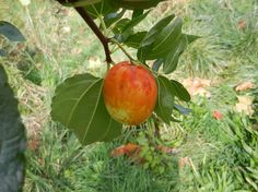 an apple hanging from a tree branch with green leaves and grass in the back ground