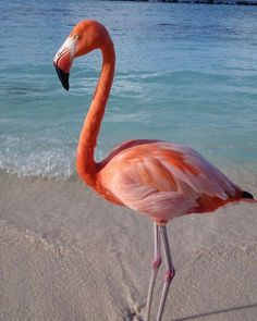 Please Follow for more beautiful flamingo content..🦩




fashion #recipe #flamingounivers #flamingolover #flamingocrazylovers #love #flamingosflamingo #flamingoedit #flamingoisland #flamingopink #flamingovideo #flamingobird#flamingoköy #flamingopicture Flamingo Pfp Animal, Flamingo Aesthetic, Flamingo Photos, Flamingo Love, Flamingo Photo