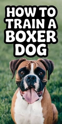 a brown and white dog sitting in the grass with its tongue hanging out that says how to train a boxer dog