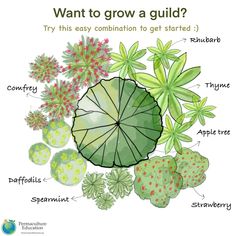 An illustration for an apple tree guild Food Forest Guilds, Fruit Forest Design, Permaculture Small Garden, Small Food Forest, Permaculture Guilds, Backyard Food Forest, Food Forest Design, Permaculture Farm