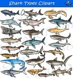 a large collection of shark types clipart on a white background with an ocean theme