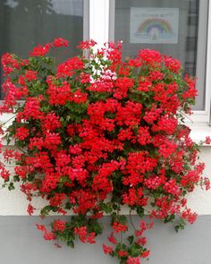 red flowers growing out of the side of a window sill in front of a white building