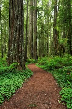 a dirt path in the middle of a lush green forest