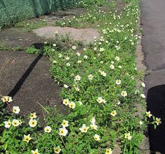 some white and yellow flowers are growing on the side of a road next to a black fire hydrant