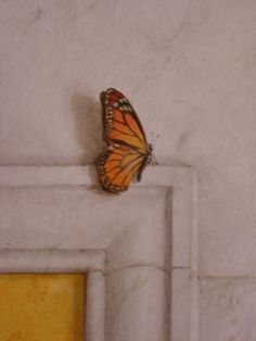 a butterfly sitting on top of a white wall