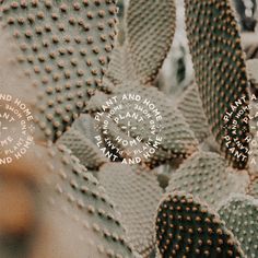 a bunch of cactus plants with words written on them in different languages and shapes, all grouped together