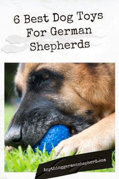 a german shepherd dog chewing on a blue ball with the title 6 best dog toys for german shepherds