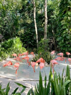 several pink flamingos are standing in the water near some trees and plants, while others look on