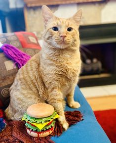 an orange cat sitting on top of a blue couch next to a hamburger and a burger