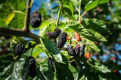 blackberries growing on the branch of a tree