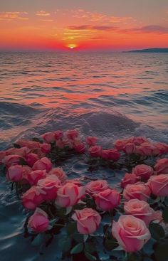 pink roses floating in the ocean at sunset