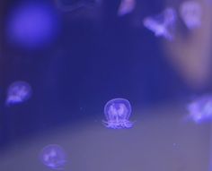 the jellyfish is floating in the water and it looks like they are looking at something