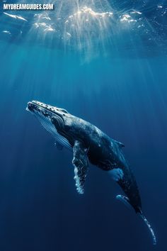 a humpback whale swims under the water's surface with sunlight streaming through it