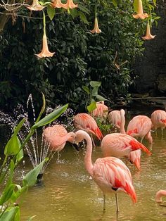 Please Follow for more beautiful flamingo content..🦩




fashion #recipe #flamingounivers #flamingolover #flamingocrazylovers #love #flamingosflamingo #flamingoedit #flamingoisland #flamingopink #flamingovideo #flamingobird#flamingoköy #flamingopicture Flamingo Habitat, Xeno Series, Owl Lovers, Amazing Animals