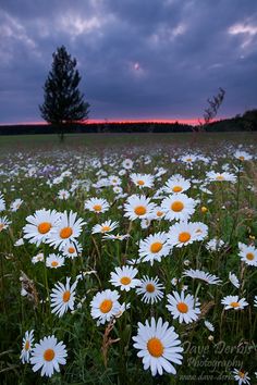 a field full of white daisies with the sun setting in the distance behind them