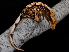 a close up of a tree branch with a lizard on it's back end