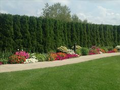 a long row of flowers in front of a green hedge