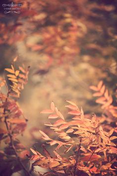 some very pretty plants with red leaves in the sun shines on them and it is hard to tell what color they are