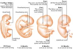 the stages of an infant's fetuse and its major functions in development