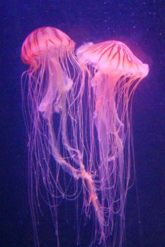 two pink jellyfish swimming in an aquarium