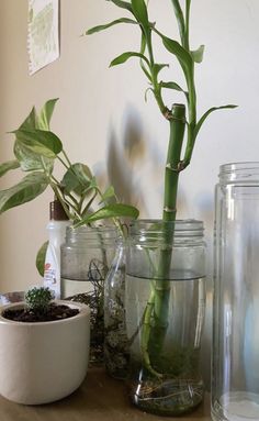 some plants are sitting in glass jars on a table