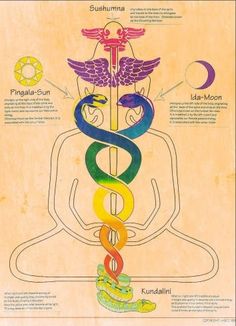 Nervus Vagus, Kundalini Reiki, Prana Yoga, Yoga Kundalini, Kundalini Awakening, Chakra Yoga, Yoga Help, Ancient Knowledge, Les Chakras