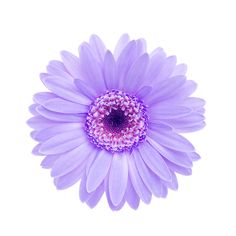 a single purple flower on a white background