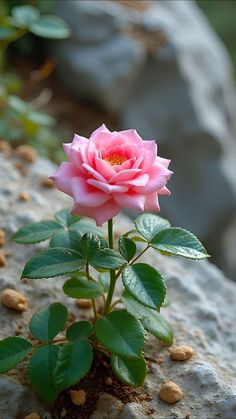 a pink rose sitting on top of a rock next to some leaves and nuts in front of it