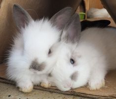 two small white rabbits are sitting in a cardboard box and one is looking at the camera