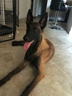 a dog laying on the floor with its tongue out