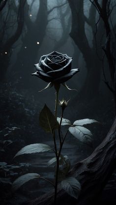 a single black rose sitting in the middle of a forest with dark trees behind it