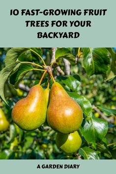 Explore a variety of quickly growing fruit trees perfect for your personal garden. Find the ideal touch to enhance your outdoor sanctuary as you browse through this fruitful collection. Dragon Fruit Tree, Fruit Fast, Personal Garden, Best Gift Baskets, Garden Diary, Outdoor Sanctuary, Berry Plants