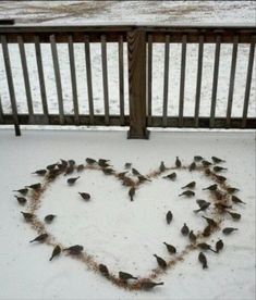 a heart made out of birds sitting on the snow in front of a wooden fence