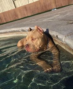 a dog is sitting in the water with his head sticking out from under an above ground pool