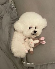 a white dog laying on top of a bed holding a stuffed animal