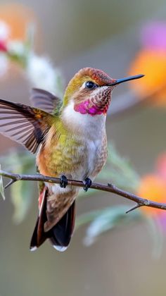 a hummingbird perches on a branch with its wings spread wide and it's beak open