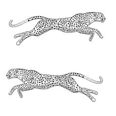 two cheetah running side by side