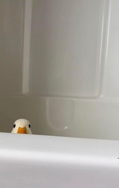 a duck sitting on the edge of a bathtub