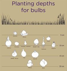 an image of plants that are in the ground and labeled with their names on it