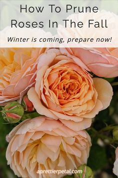 roses in the fall with text overlay that reads how to prune roses in the fall winter is coming, prepare now